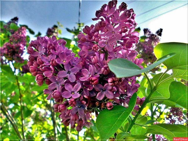 Усть-Лабинск Весна