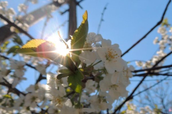 Кубань весной