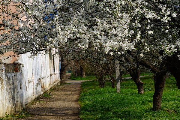 Краснодар цветение вишни Ставропольская