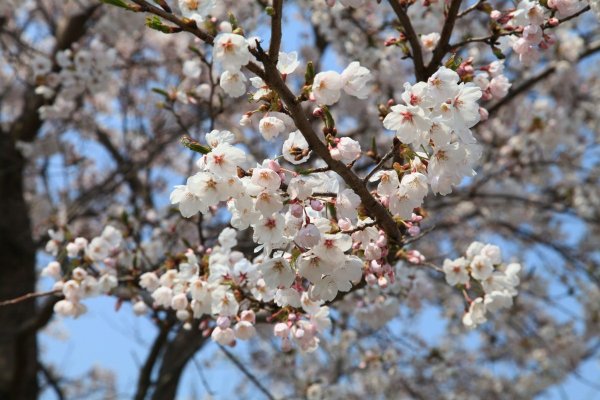 Кубанская Весна