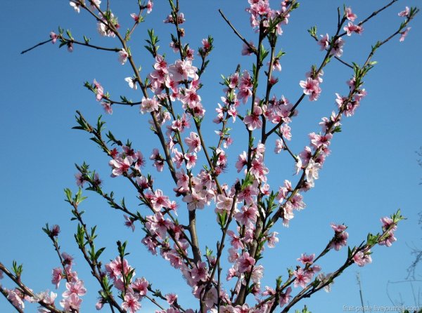 Природа Весна Кубань