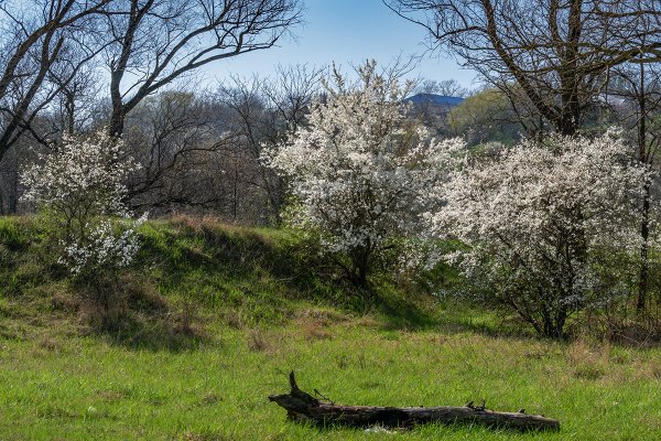 Весна на Кубани