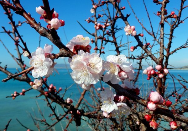 Дефановка подснежники цикламены морозники