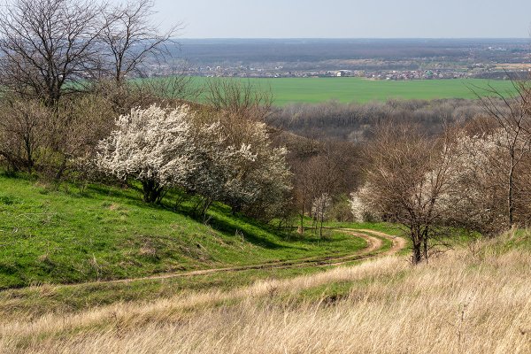 Альпийские Луга Тянь Шаня