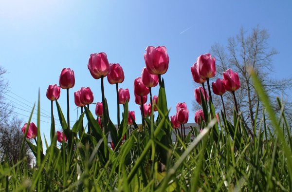 Цветущий Яблоневый плодовый сад