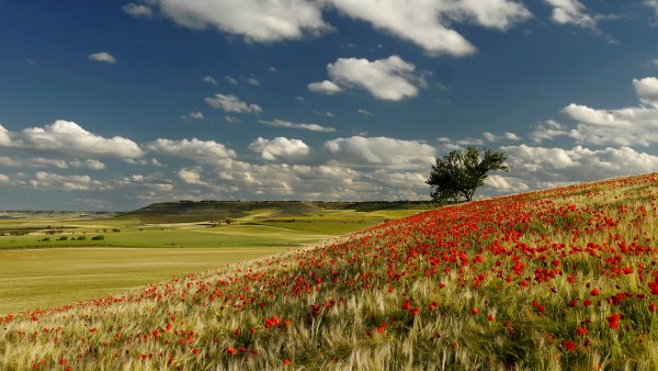 Подснежники в Краснодарском крае