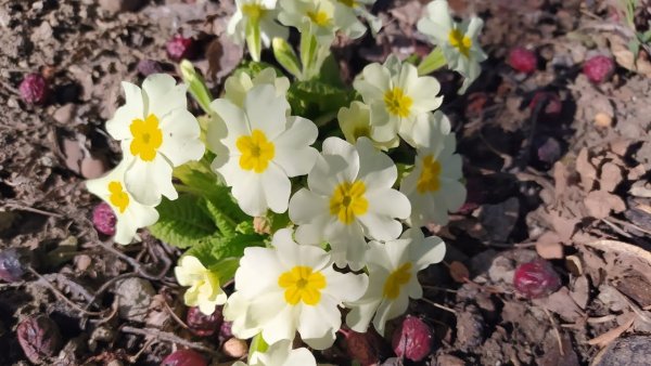 Ранняя Весна на Кубани