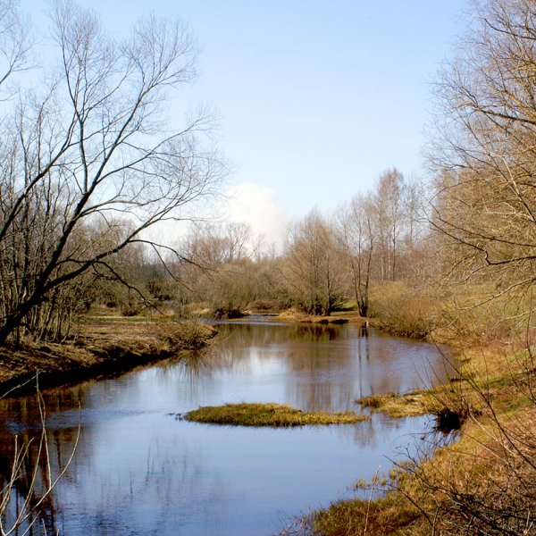 Первоцветы Лесные Сочи