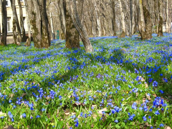Цветущий Яблоневый сад весной