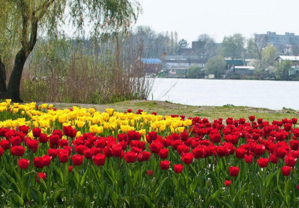 Природа Весна Кубань