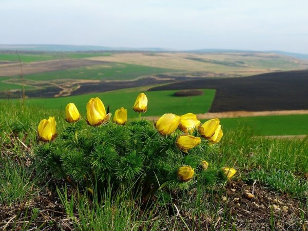 Ранняя Весна на Кубани