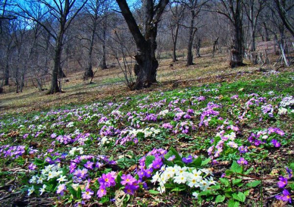 Весенняя природа Кубани