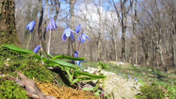 Кубанская Сакура
