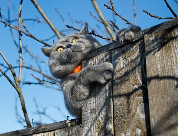 Коты на заборе