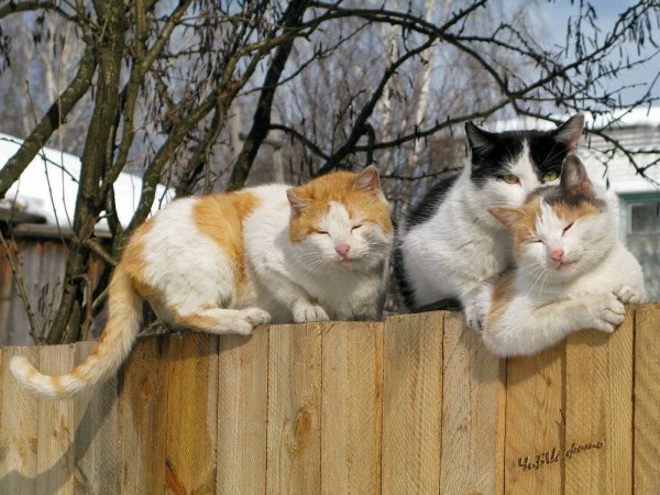 Мартовские коты Татьяны Родионовой