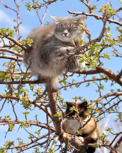 Весна и котики