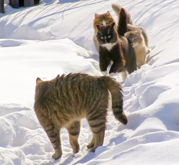 Борис Касьянов художник коты
