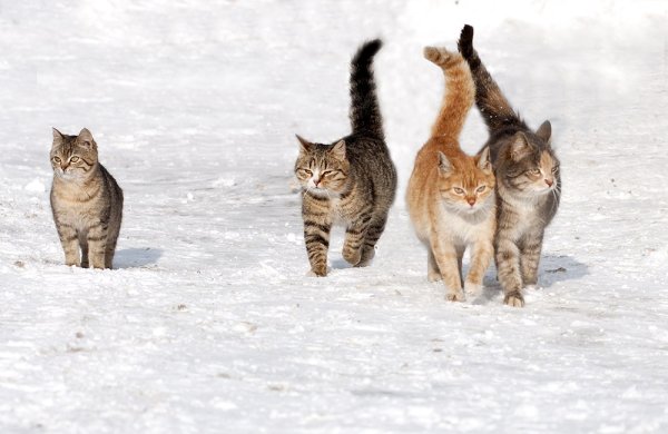 День мартовских котов