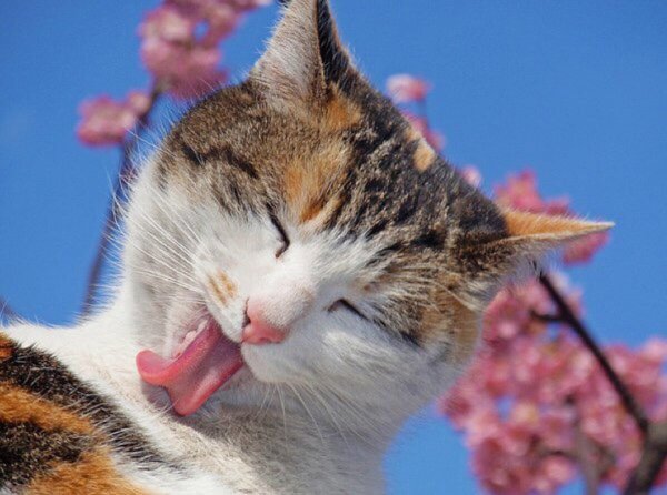 Кот на дереве зимой