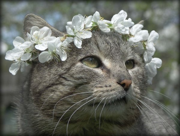 Весенний кот смешной