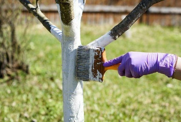 Побелка деревьев