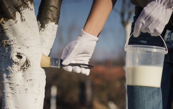 Побелка деревьев