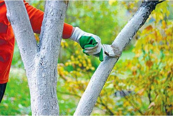 Побелка деревьев на даче