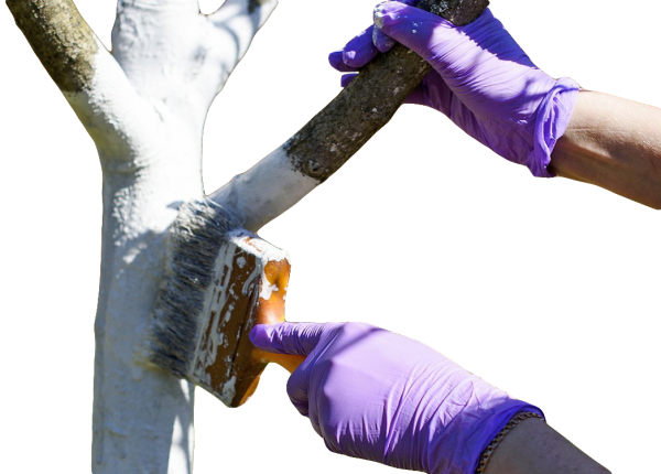 Побелка деревьев в Европе