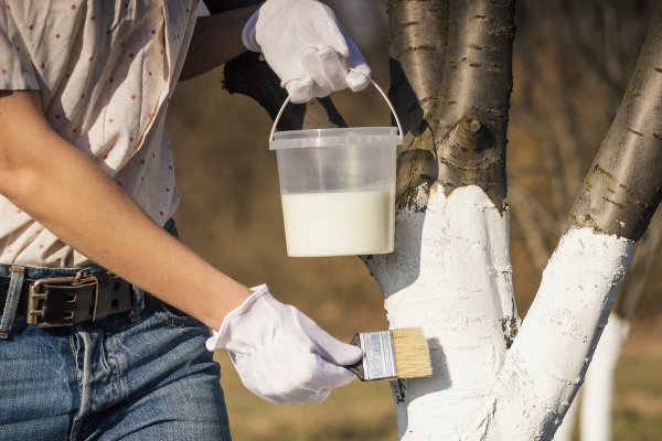 Весенняя побелка плодовых деревьев