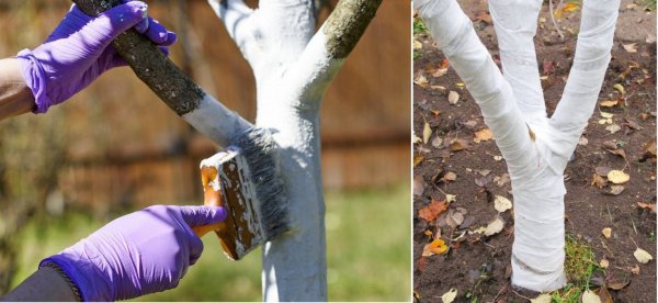 Побелка деревьев