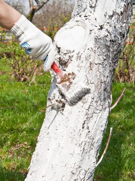 Краска для деревьев Фаско