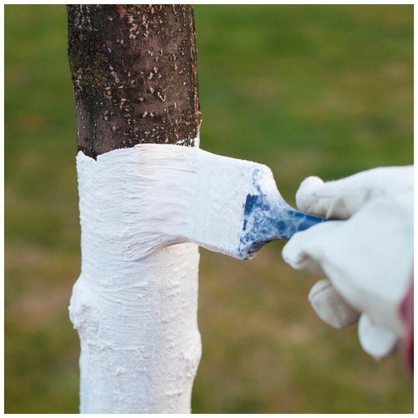 Побелка деревьев