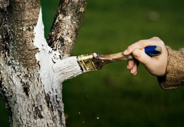 Яблоня побелка ствола