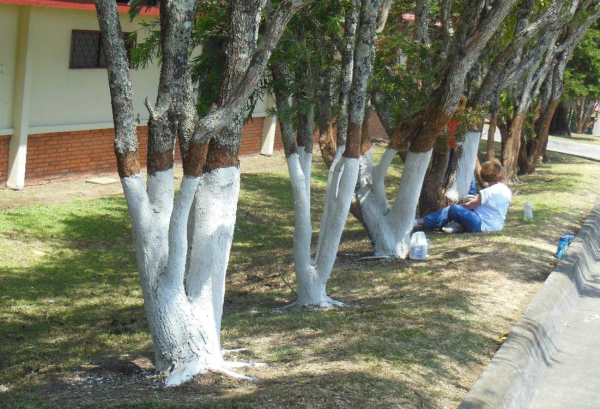 Известь для побелки деревьев