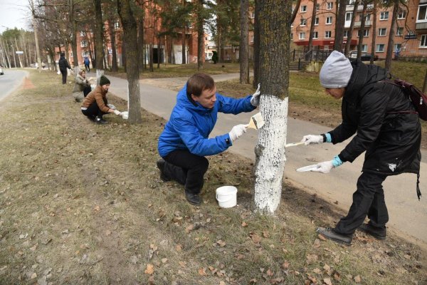 Побелка деревьев в саду