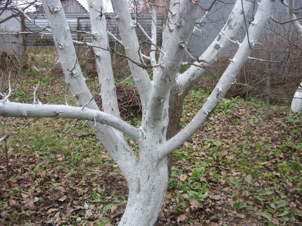 Побелка стволов плодовых деревьев