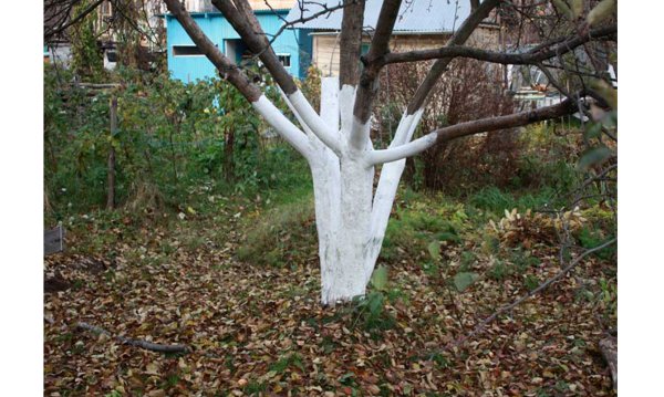 Побелка деревьев