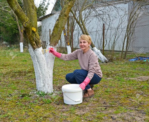 Плодовые деревья в снегу