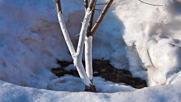 Весенняя побелка яблони
