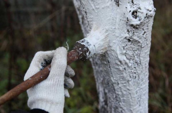 Яблоня побелка ствола