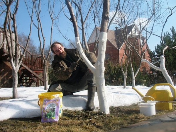 Побелка деревьев в марте