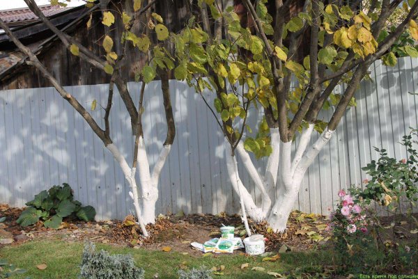 Побелка деревьев