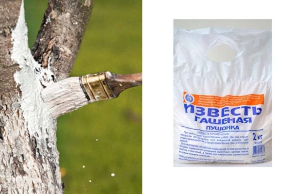 Побеленная яблоня