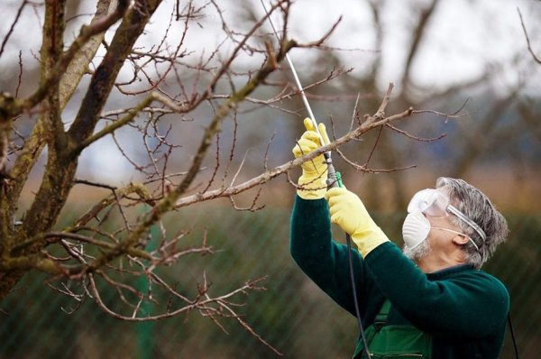 Отбеливание деревьев весной