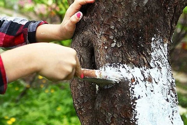 Побелка деревьев плоские кисти