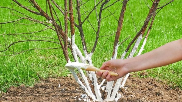 Побелка штамбов деревьев в саду