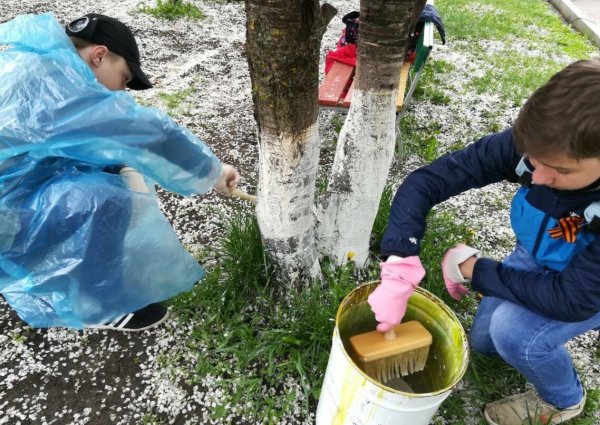 Подрезаем деревья к зиме