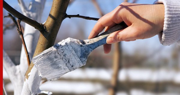 Обрезанные деревья в саду