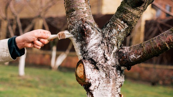 Дети белят деревья