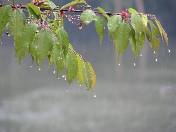 Весенний дождик